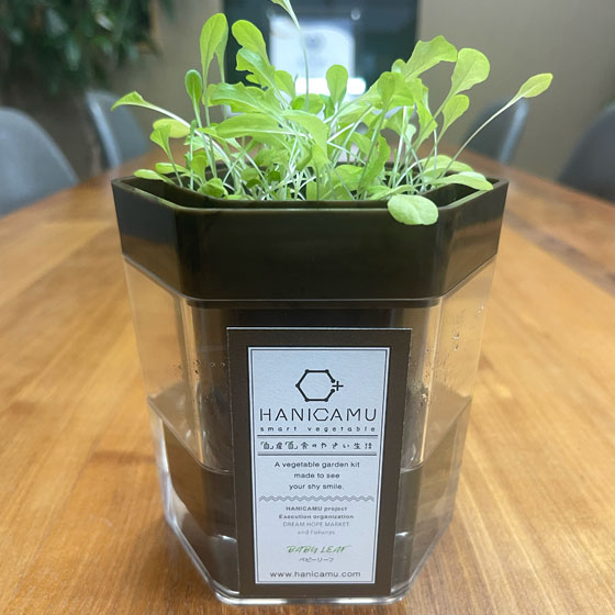 HANICAMU家庭菜園キット